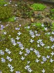 Foto Dārza Ziedi Alpine Bluets, Kalnu Bluets, Kvēkers Dāmas (Houstonia), gaiši zils