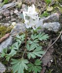 φωτογραφία Λουλούδια κήπου Corydalis , λευκό