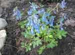 Фото Садовые Цветы Хохлатки лесные (Corydalis), голубой