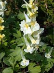 Foto Have Blomster Corydalis , gul