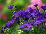 Foto Vrtne Cvjetovi Cvjećari Mama, Mama Lonac (Chrysanthemum), plava