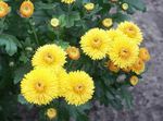 Фото Садові Квіти Хризантема Корейська (Chrysanthemum), жовтий