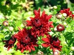 φωτογραφία Λουλούδια κήπου Ανθοπωλεία Μαμά, Μαμά Κατσαρόλα (Chrysanthemum), κόκκινος