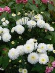 Foto Dārza Ziedi Floristi Mamma, Pot Mammu (Chrysanthemum), balts