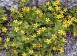 Foto Flores de jardín Goldenstar, Verde Y Dorado (Chrysogonum), amarillo