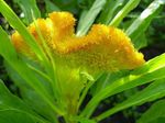 foto Tuin Bloemen Hanekam, Pluim Plant, Gevederde Amarant (Celosia), geel