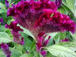 Фото Садовые Цветы Целозия (Celosia), бордовый
