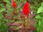 foto Tuin Bloemen Hanekam, Pluim Plant, Gevederde Amarant (Celosia), rood