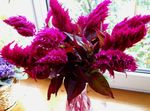 foto Tuin Bloemen Hanekam, Pluim Plant, Gevederde Amarant (Celosia), bordeaux