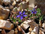 fénykép Kerti Virágok Cyananthus , kék