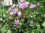 zdjęcie Ogrodowe Kwiaty Cyklamen Europa (Cyclamen), liliowy