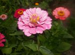 zdjęcie Ogrodowe Kwiaty Cynia (Zinnia), różowy