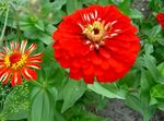 φωτογραφία Λουλούδια κήπου Ζίννια (Zinnia), κόκκινος