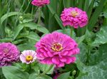 zdjęcie Ogrodowe Kwiaty Cynia (Zinnia), liliowy
