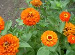 φωτογραφία Λουλούδια κήπου Ζίννια (Zinnia), πορτοκάλι