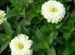 Фото Садові Квіти Ціннія (Zinnia), білий