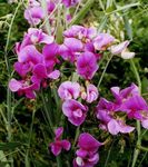 fénykép Kerti Virágok Sweet Pea, Örök Borsó (Lathyrus latifolius), rózsaszín