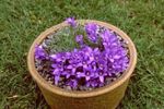 zdjęcie Ogrodowe Kwiaty Edrayantus (Edraianthus), purpurowy
