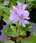 Voda Hyacinth