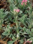 Fil Trädgårdsblommor Antenn, Kattfot (Antennaria dioica), rosa