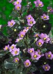 fotografie Zahradní květiny Perština Fialová, Němčina Fialový (Exacum affine), růžový