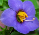 Photo bláthanna gairdín Violet Peirsis, German Violet (Exacum affine), gorm