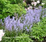 foto Flores do Jardim Bluebell Espanhol, Jacinto De Madeira (Endymion hispanicus, Hyacinthoides hispanica), luz azul