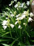 Photo les fleurs du jardin Bluebell Espagnol, Bois Jacinthe (Endymion hispanicus, Hyacinthoides hispanica), blanc