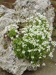 снимка Градински цветове Фея Напръстник (Erinus alpinus), бял