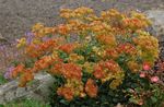 Bilde Hage blomster Bokhvete (Eriogonum), orange