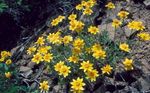 Foto Dārza Ziedi Oregon Saules, Pūkaina Saulespuķu, Pūkaina Margrietiņa (Eriophyllum), dzeltens