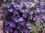 Photo Garden Flowers Arctic Forget-me-not, Alpine forget-me-not (Eritrichium), purple