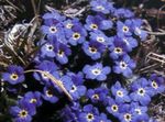 Foto Gartenblumen Arktischen Vergissmeinnicht, Alpine Vergissmeinnicht (Eritrichium), blau