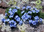 Foto Gartenblumen Arktischen Vergissmeinnicht, Alpine Vergissmeinnicht (Eritrichium), hellblau