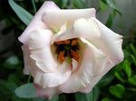 fénykép Kerti Virágok Préri Tárnics, Lisianthus, Texas Kolomp (Eustoma), fehér