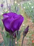 fotografie Záhradné kvety Prérie Horec, Lisianthus, Texas Bluebell (Eustoma), fialový