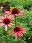 fotografie Zahradní květiny Třapatka, Východní Třapatka (Echinacea), červená