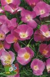 fotografie Zahradní květiny Kalifornie Mák (Eschscholzia californica), šeřík