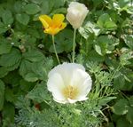 fotografie Zahradní květiny Kalifornie Mák (Eschscholzia californica), bílá