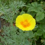 Bilde Hage blomster California Poppy (Eschscholzia californica), gul