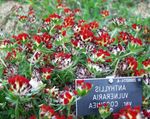 Foto Have Blomster Nyre Vikke, Dame Fingre (Anthyllis), rød