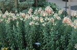 Photo les fleurs du jardin Snapdragon, Museau De Belette (Antirrhinum), rose
