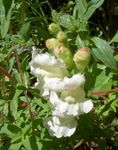 照 园林花卉 金鱼草，黄鼠狼的吻 (Antirrhinum), 白