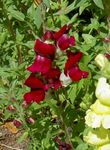 Foto Vrtne Cvjetovi Snapdragon, Weasel Je Gubica (Antirrhinum), vinski