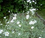 Фото Садові Квіти Ясколка (Cerastium), білий