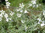 Photo Garden Flowers Snow-in-summer (Cerastium), white