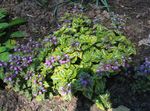 Photo Garden Flowers Lamium, Dead Nettle , lilac