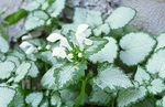 フォト 庭の花 Lamium、オドリコソウ , ホワイト
