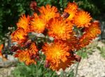 Bilde Hage blomster Gul Hawkweed, Rev Og Unger, Oransje Hawkweed, Djevelens Pensel, Grim-The-Collier, Red Daisy (Hieracium), orange