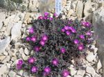 fotografie Záhradné kvety Mrazuvzdorná Ľad Rastlina (Delosperma), fialový